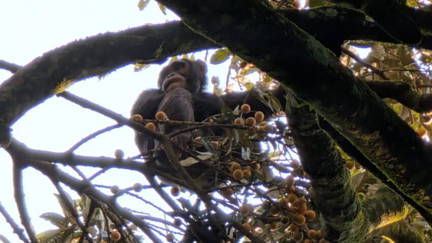 boozy chimps fail urine test confirm hotly