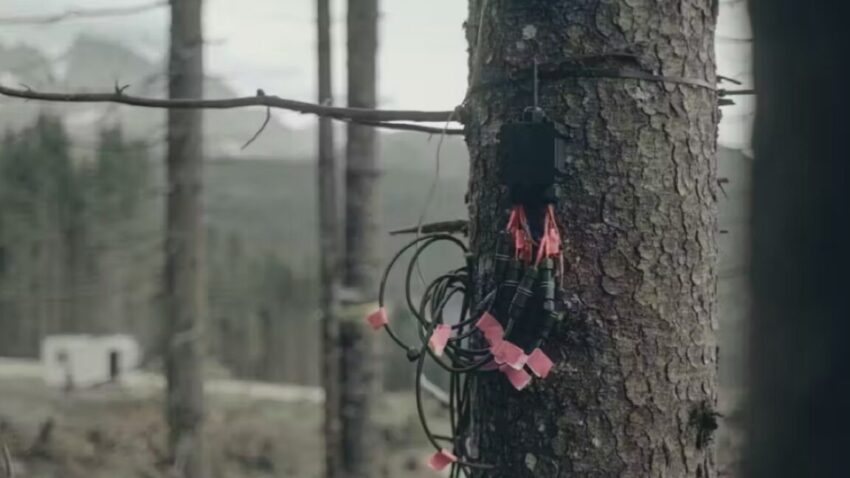 new critique debunks claim that trees can
