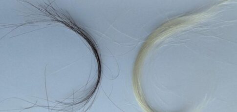 Tech News 12 a century of hair samples proves leaded