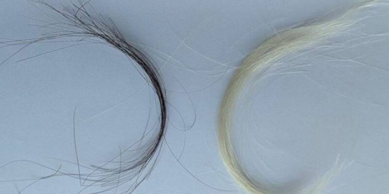 A century of hair samples proves leaded gas ban worked 4 a century of hair samples proves leaded