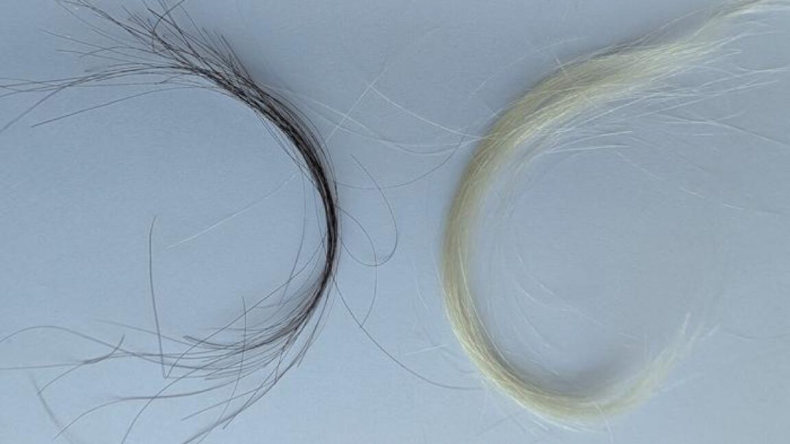 a century of hair samples proves leaded