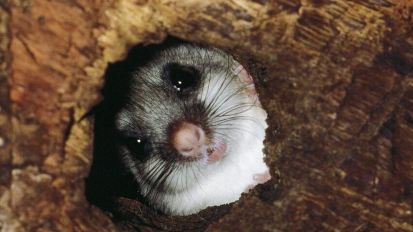 the strange animals that control their body