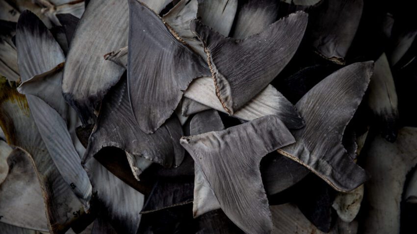 China’s shark finning could lead to US seafood sanctions 1 china s shark finning could lead to