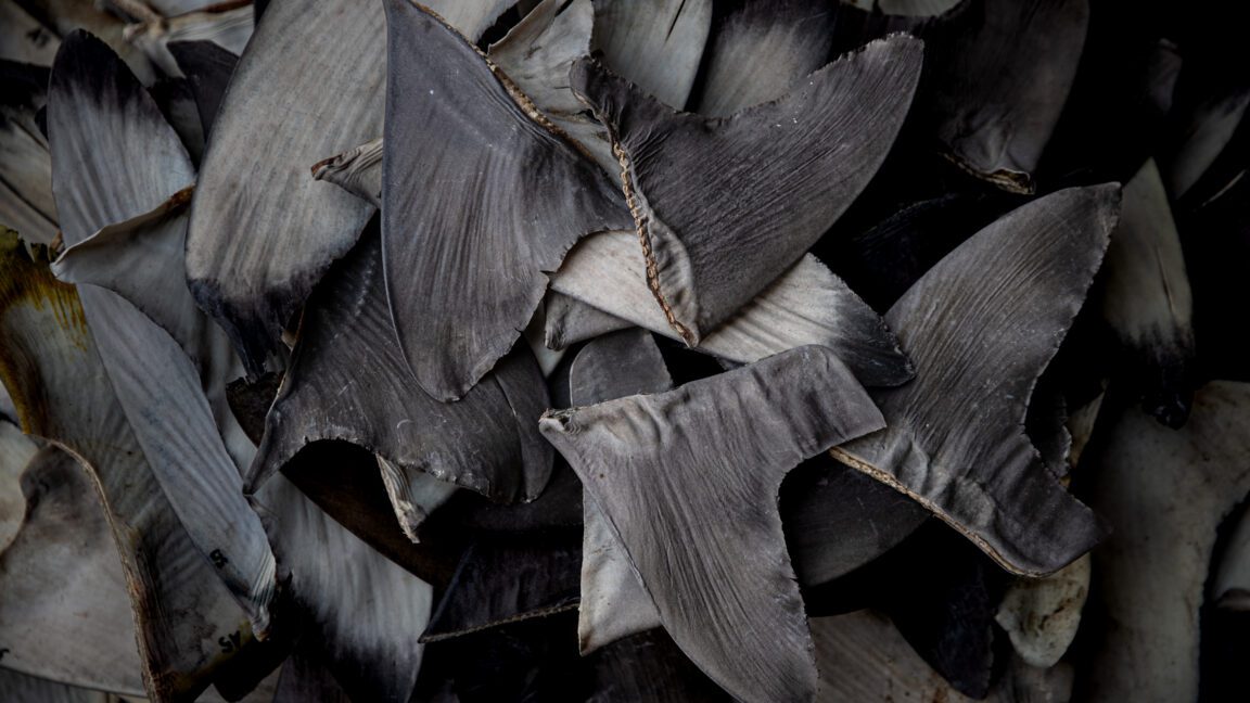 china s shark finning could lead to