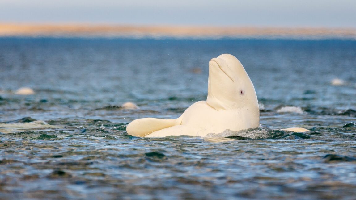 whatever the mirror test tells us beluga