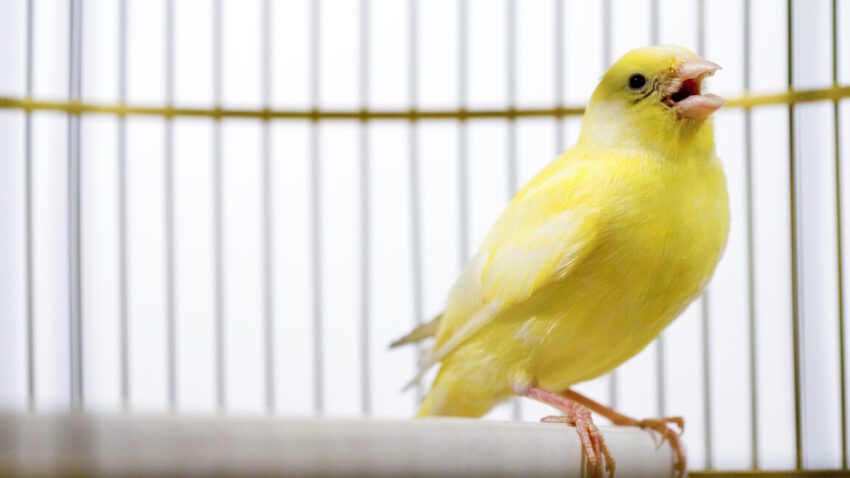 canadian election databases use canary traps -and