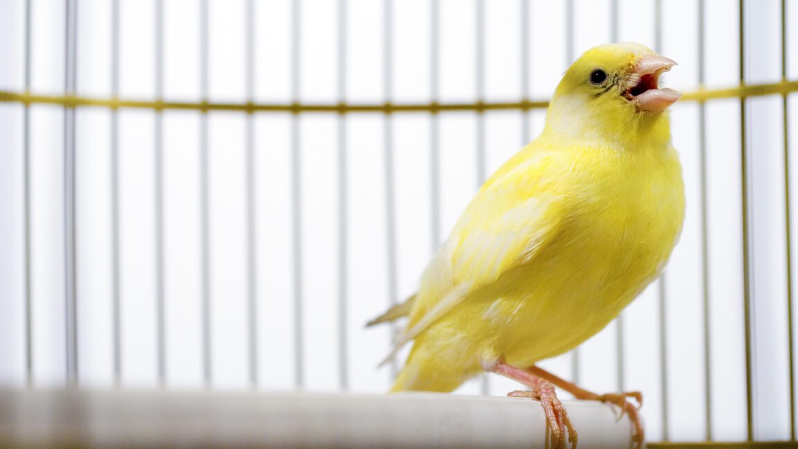 Canadian election databases use "canary traps"—and they work 3 canadian election databases use canary traps -and