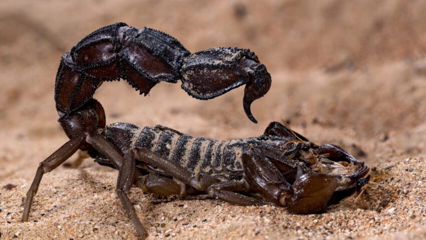 scorpions go terminator mode and reinforce their