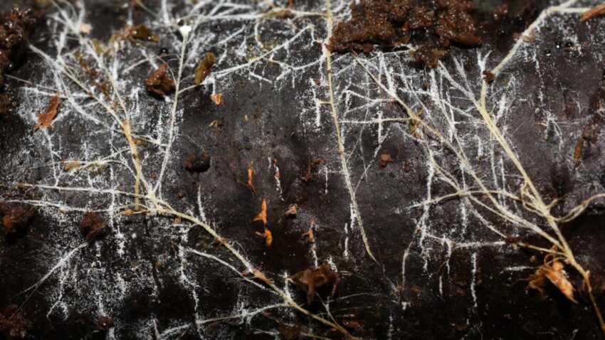 threads of underground fungal networks are long