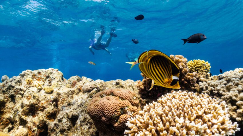 as global warming threatens corals scientists search