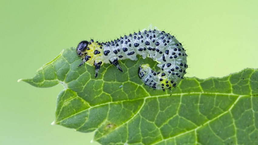 beans use an immune receptor to call