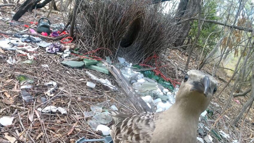 male bowerbirds hope to dazzle females with