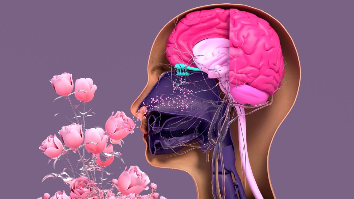 When the ability to smell goes away 3 when the ability to smell goes away